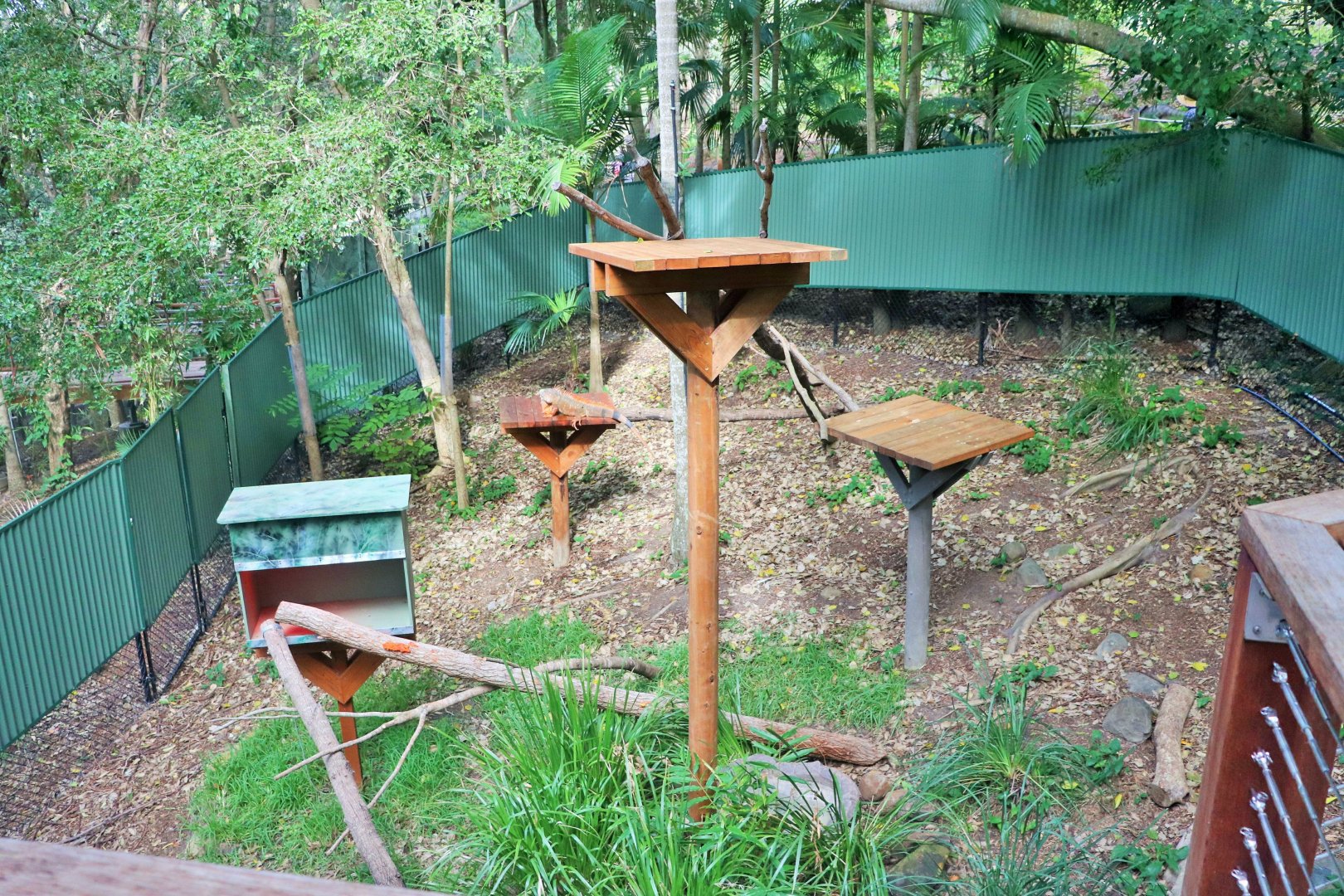 Lost Valley- Green Iguana Enclosure