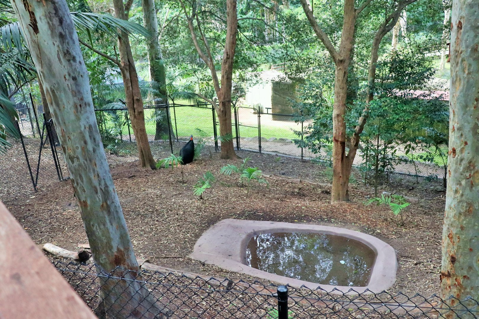 Lost Valley- Southern Cassowary Enclosure