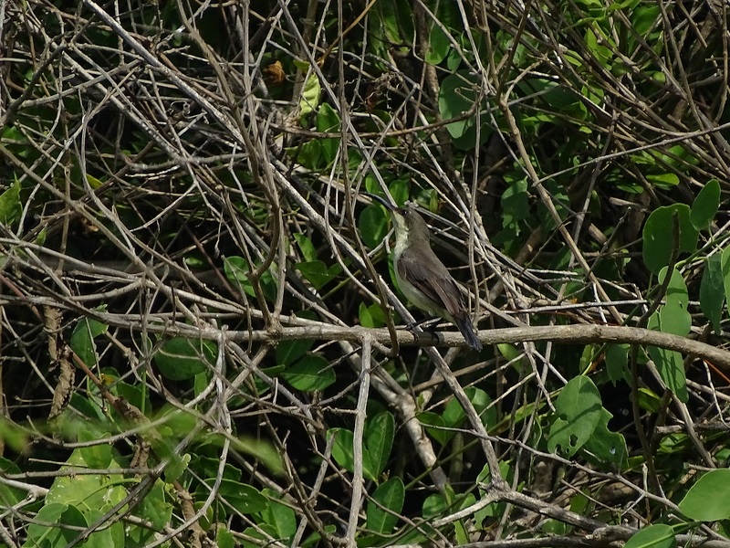 Loten's sunbird.
