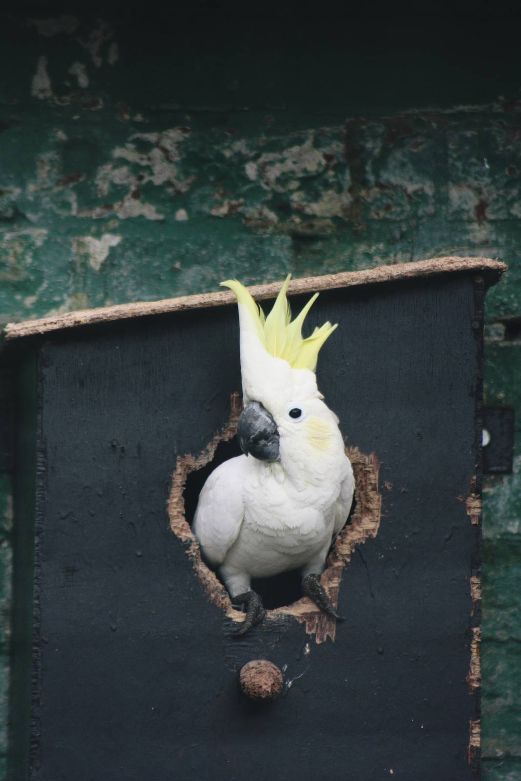 Lotherton Bird Garden