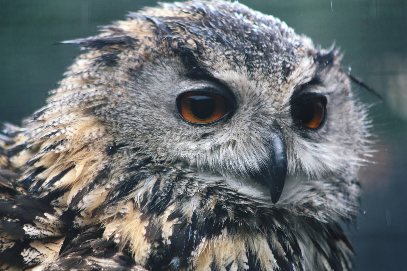 Lotherton Bird Garden