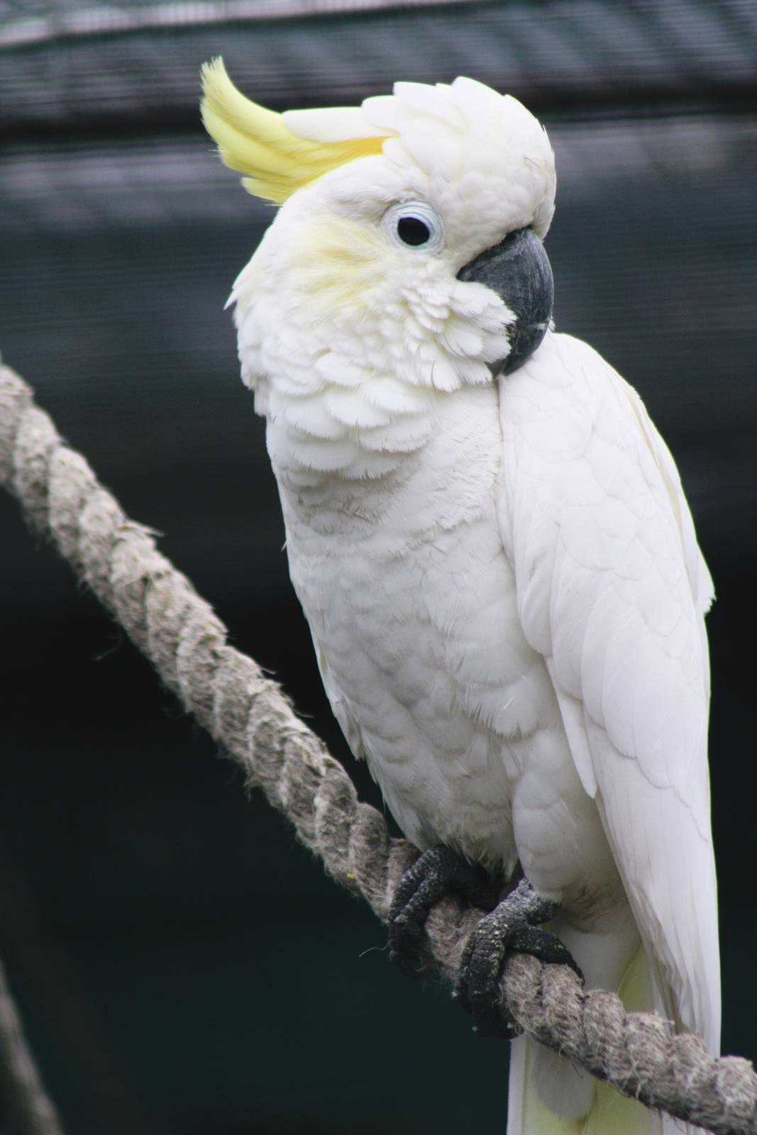 Lotherton Bird Garden
