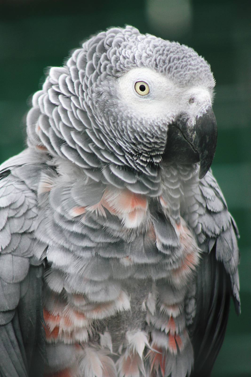 Lotherton Bird Garden