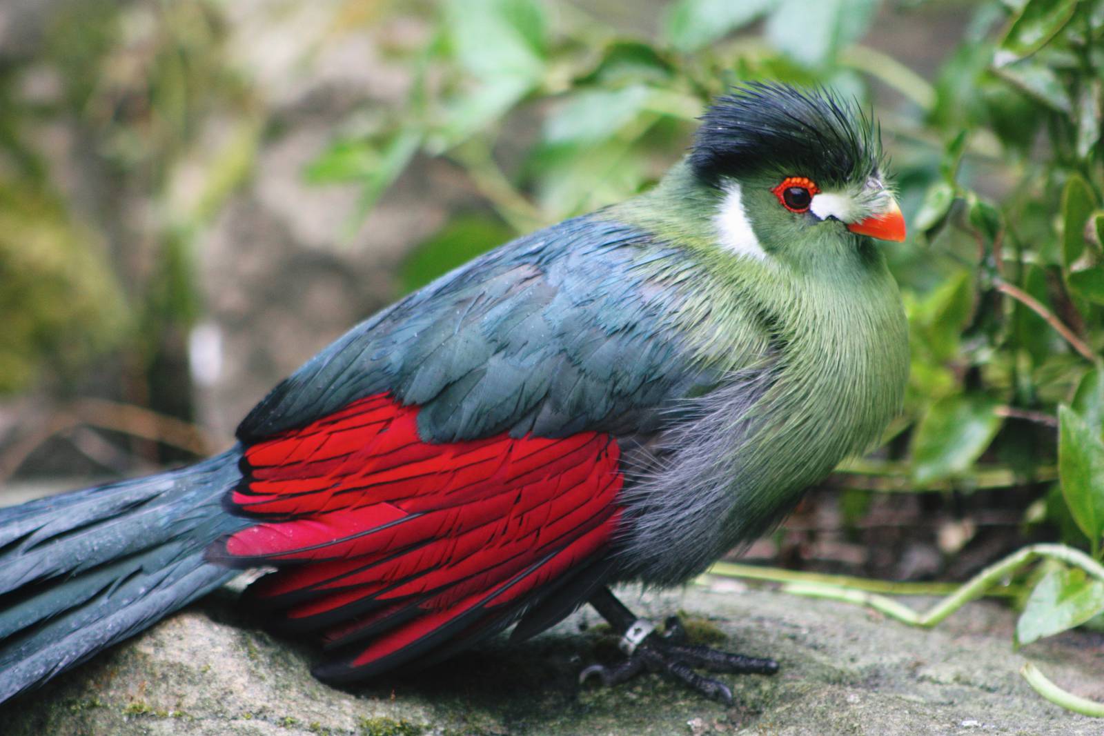 Lotherton Bird Garden