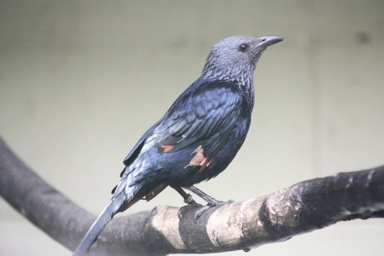 Lotherton Bird Garden