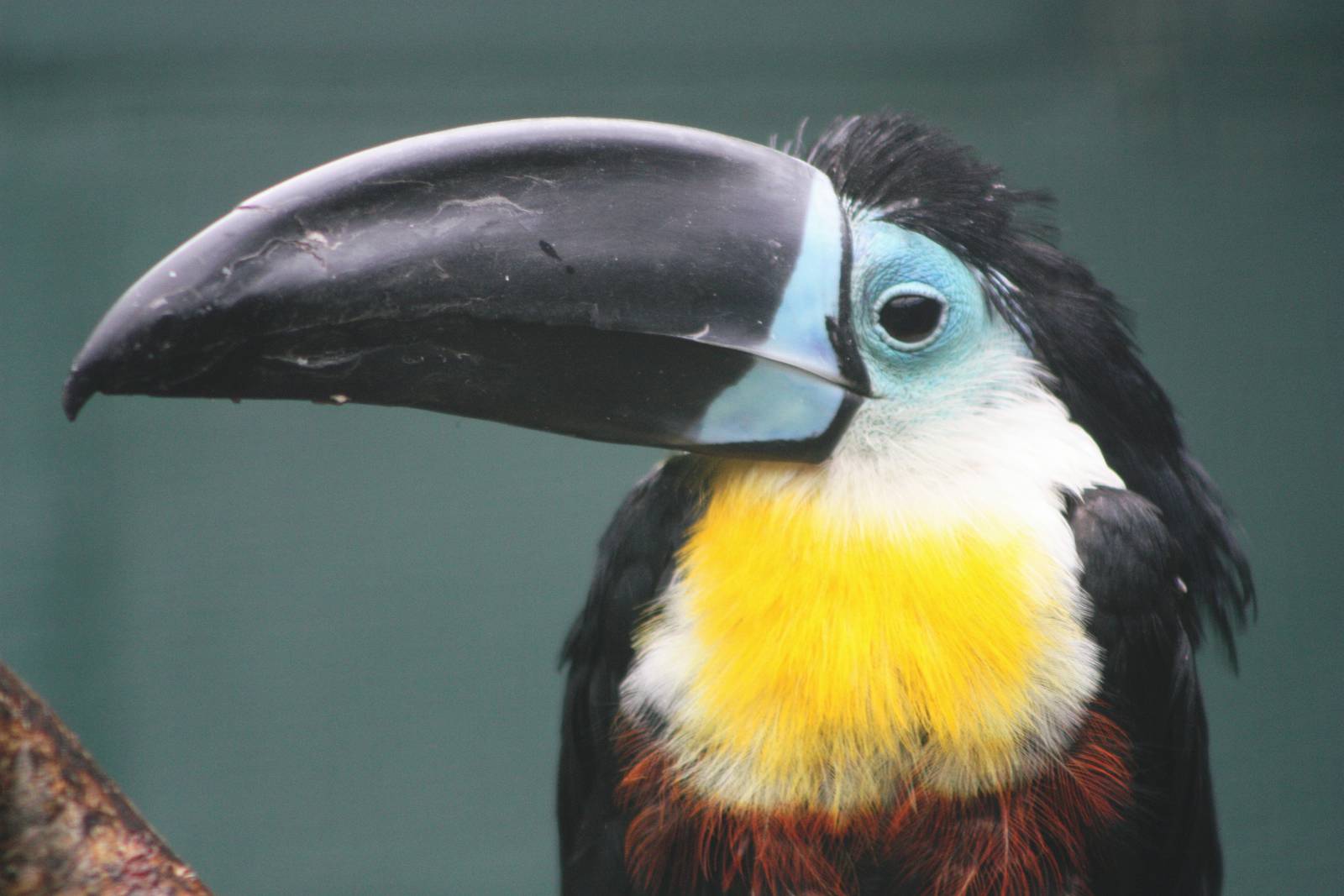 Lotherton Bird Garden