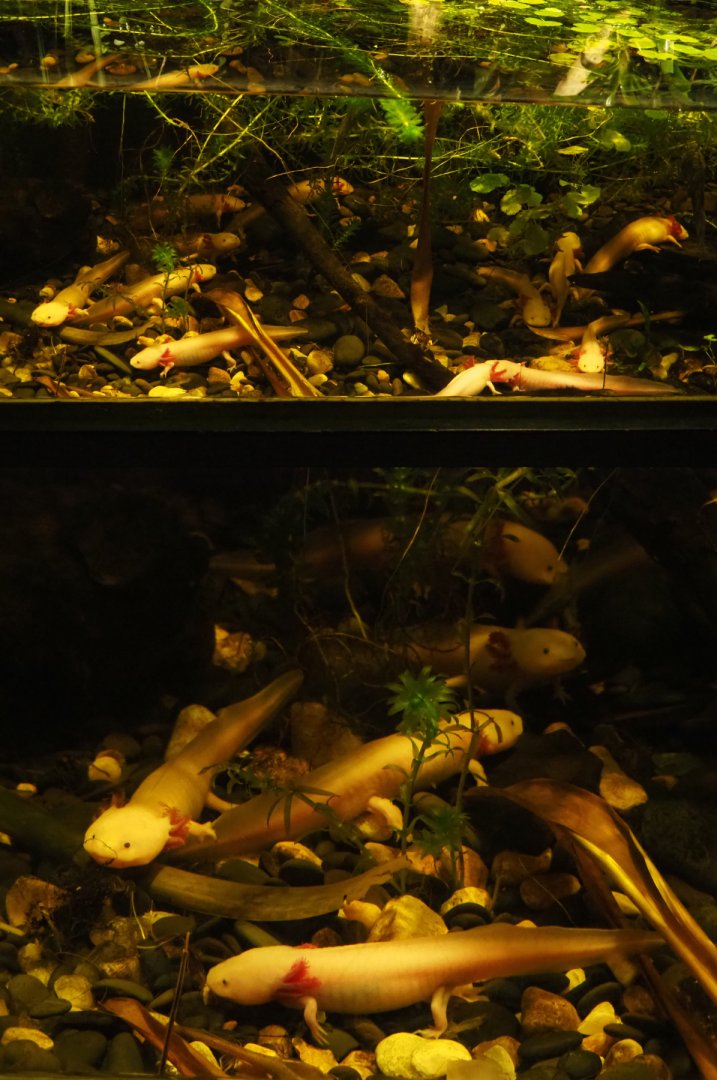 Lots of Axolotls, 2020-09-03