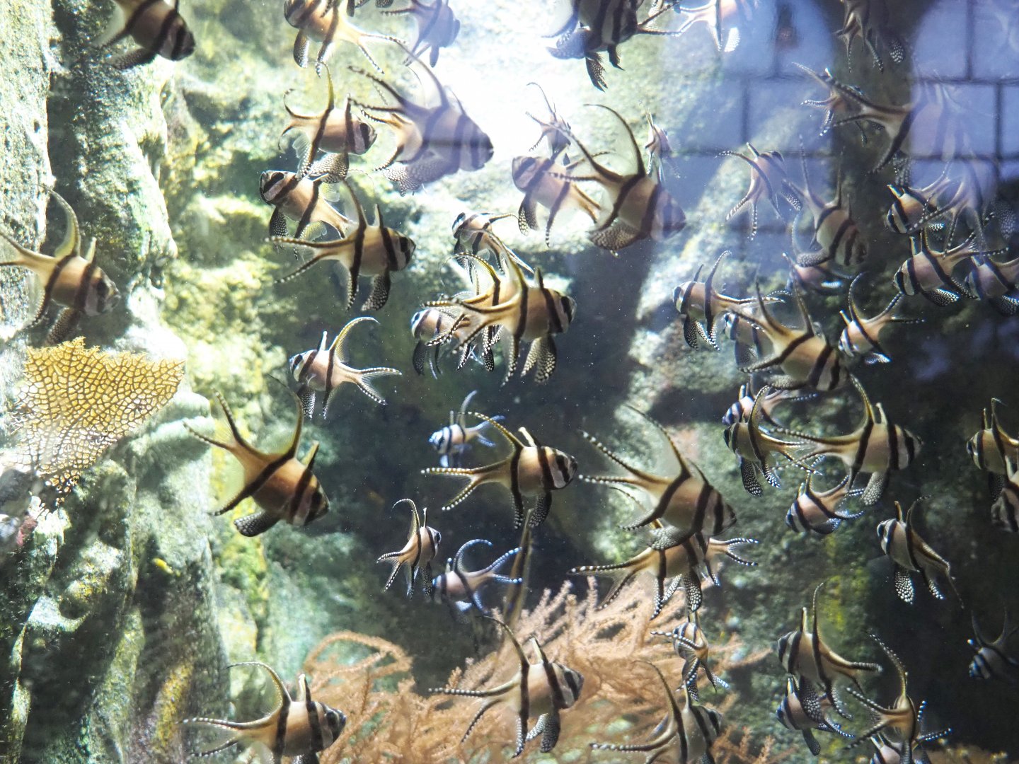 Lots of Banggai cardinalfish, 2021-07-17