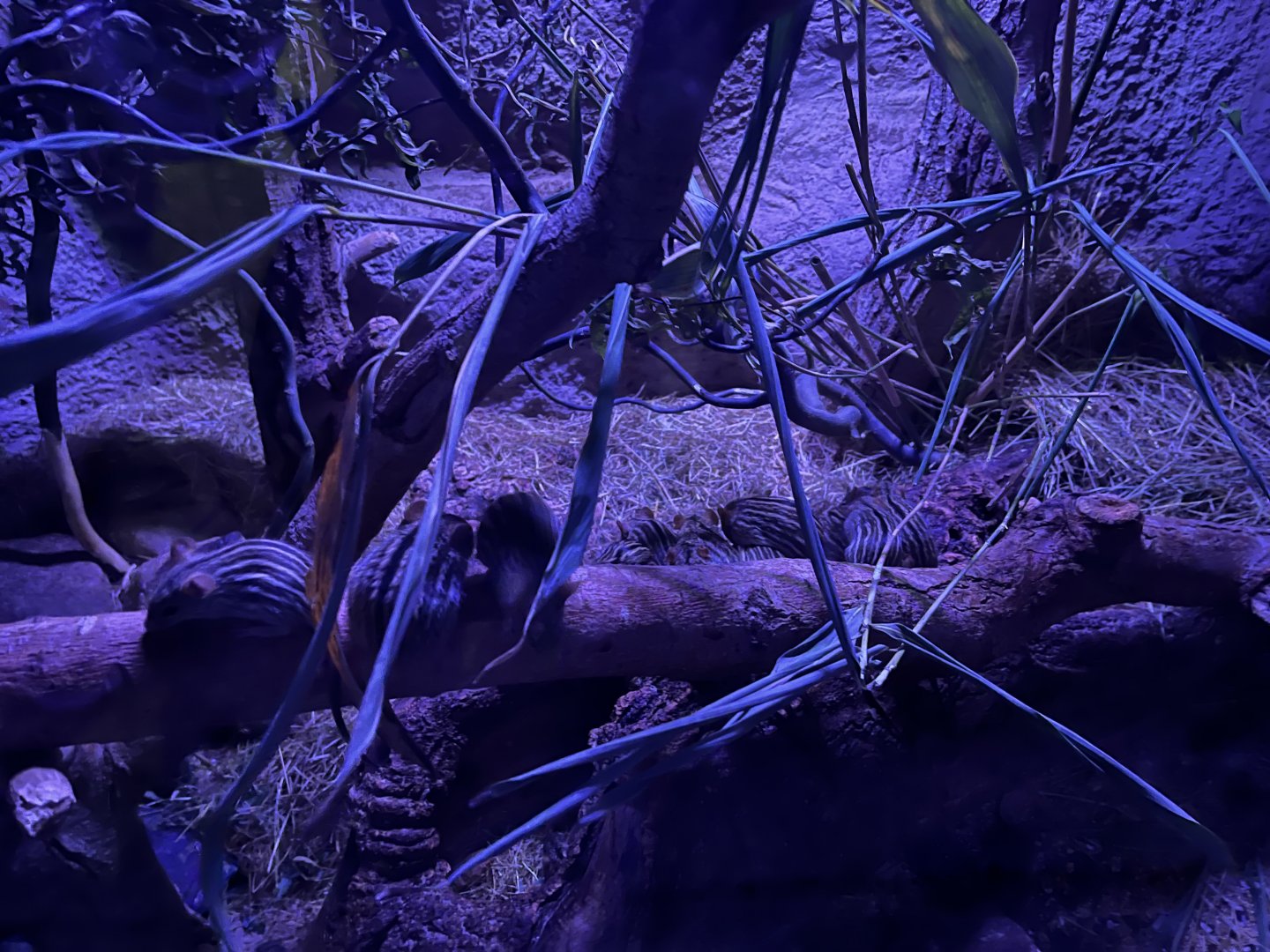 Lots of Barbary striped grass mice 29.6.24