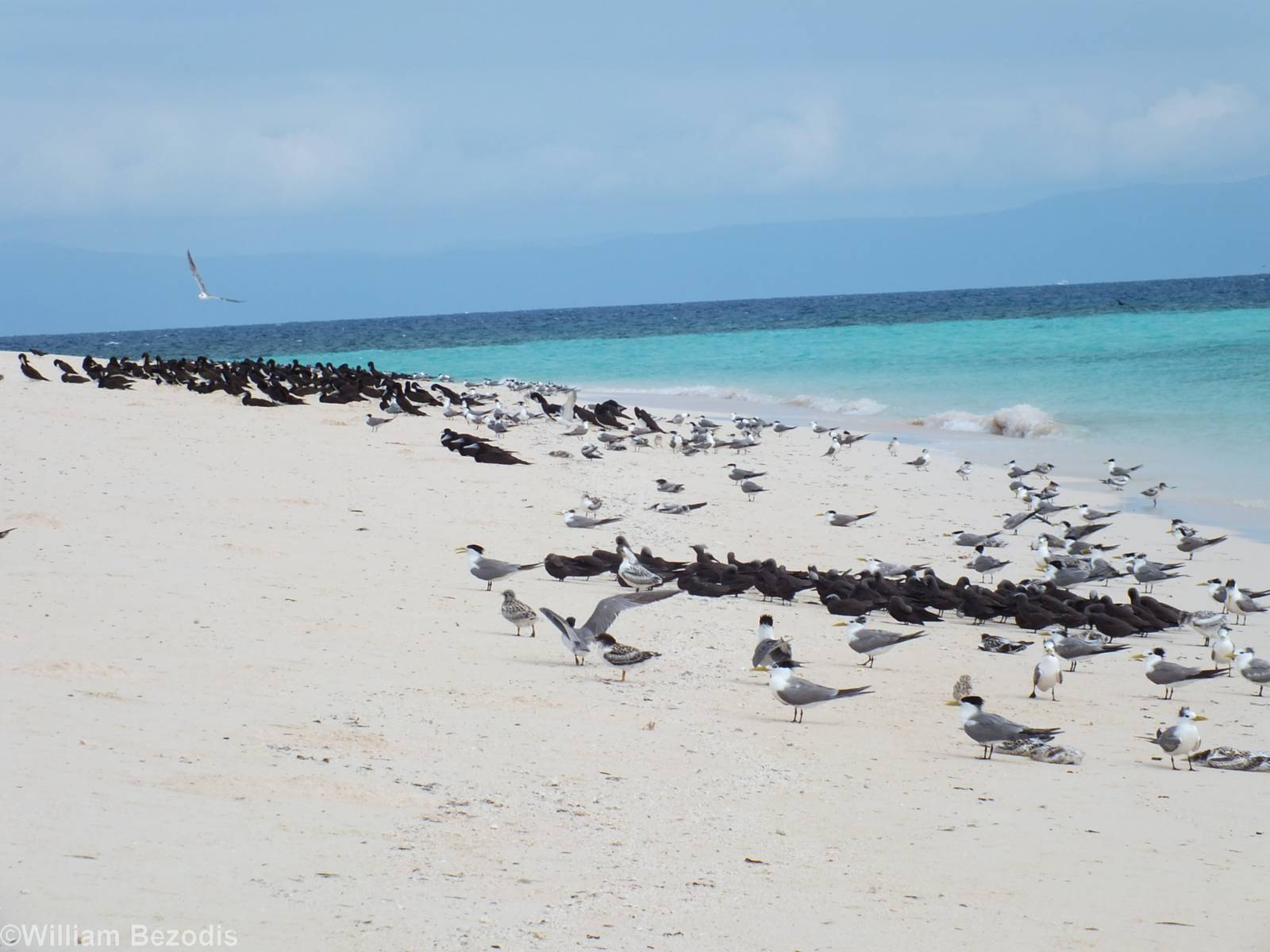 Lots of Boobies, Noddies, and other Terns