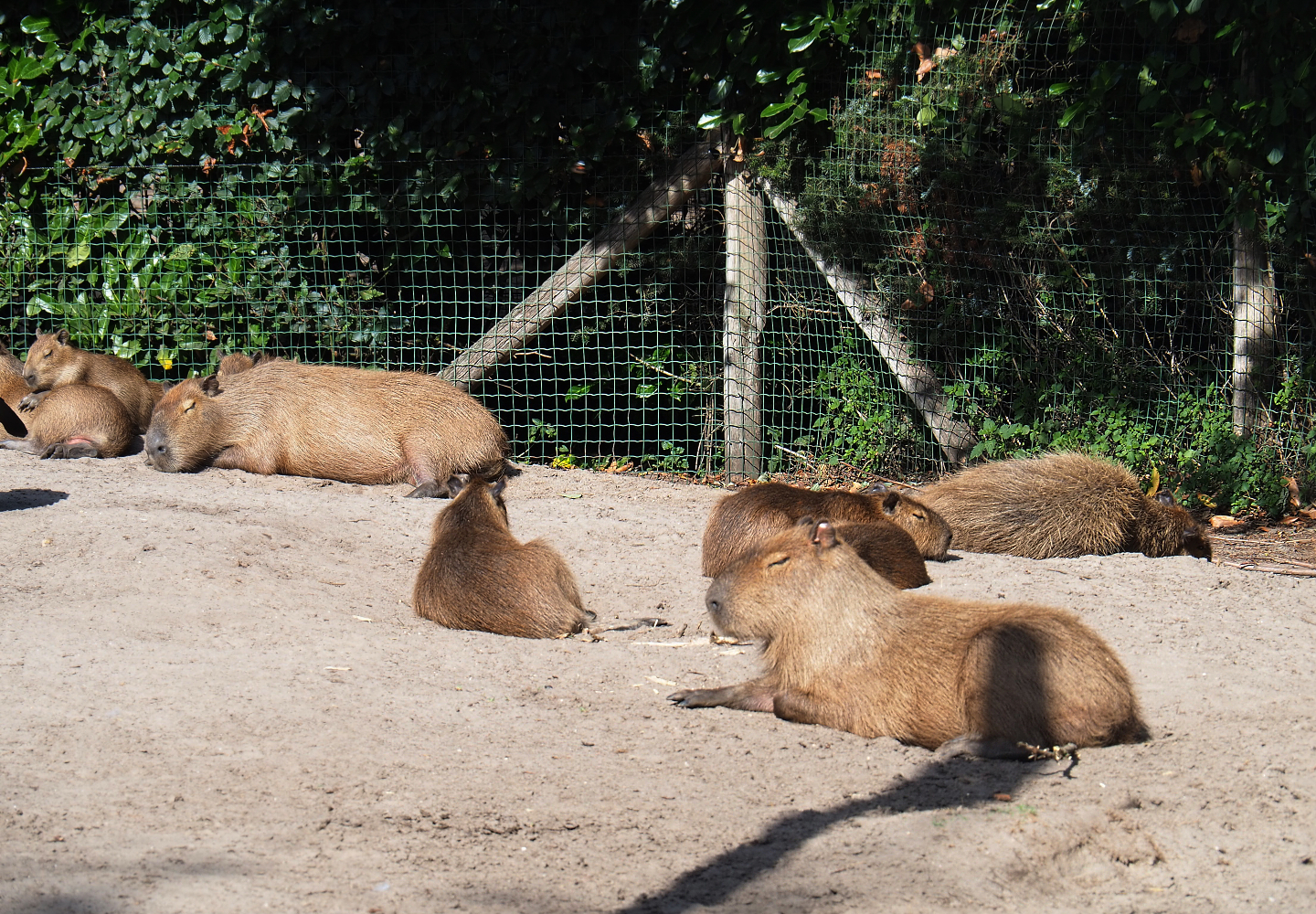 Lots of Capybaras (Hydrochoerus hydrochaeris), 2019-08-11
