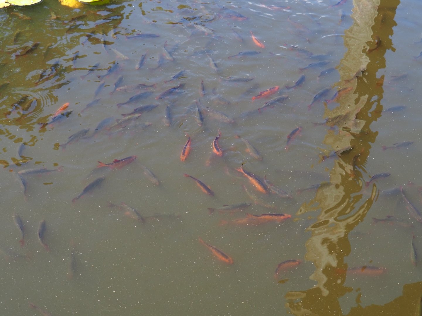 Lots of carp (Cyprinus carpio)