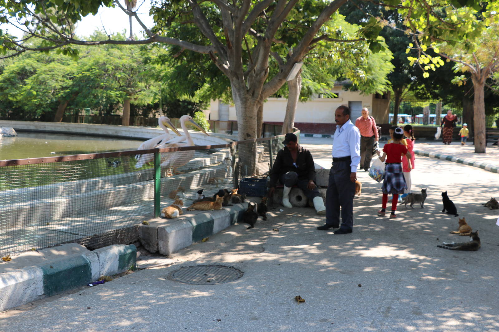 Lots of cats, October 2015