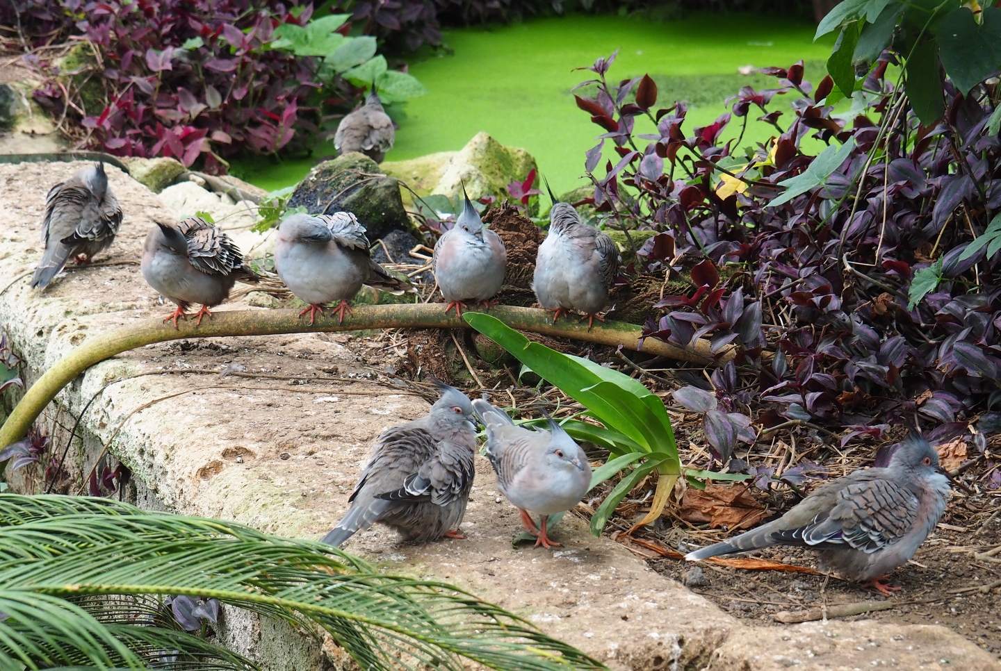 Lots of Crested pigeons (Ocyphaps lophotes), Aug 28th, 2018