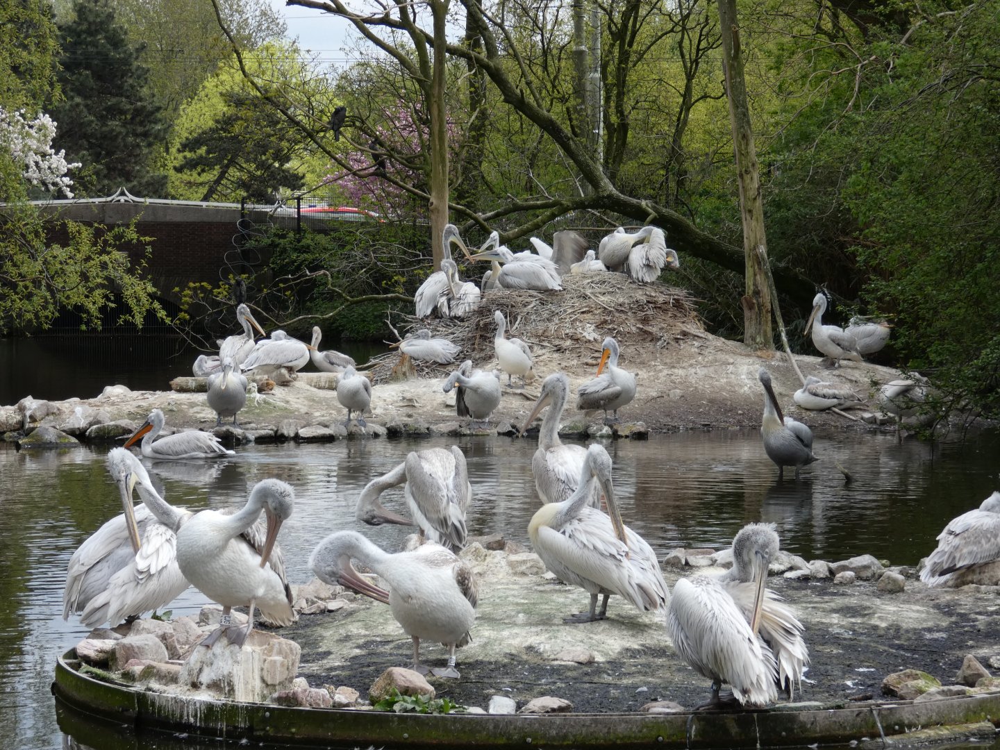 Lots of Dalmatian Pelicans