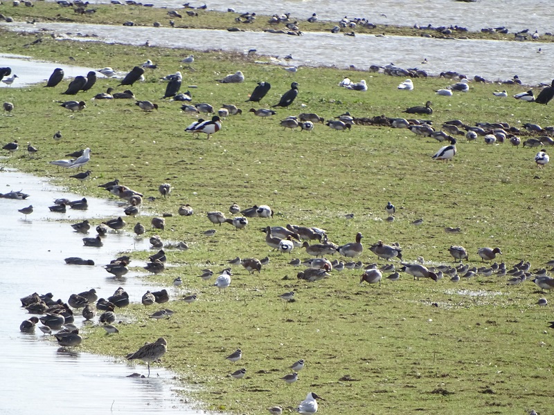 Lots of different species