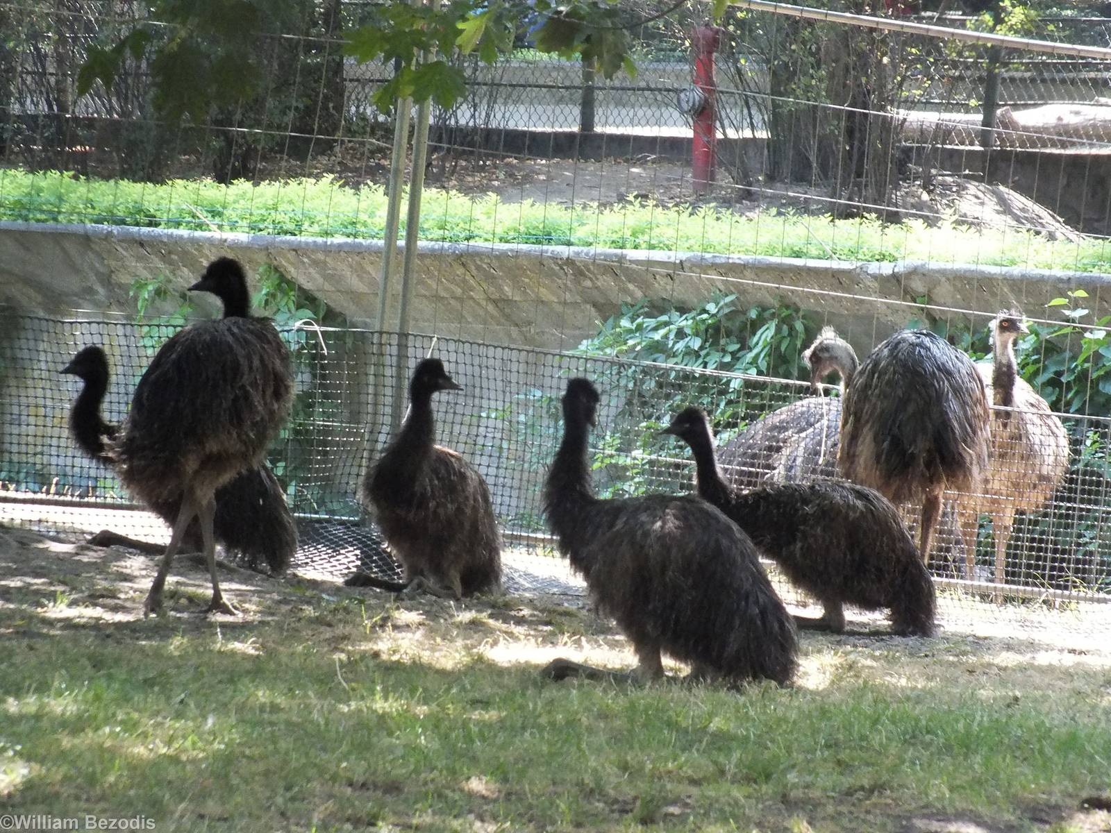Lots of Emus