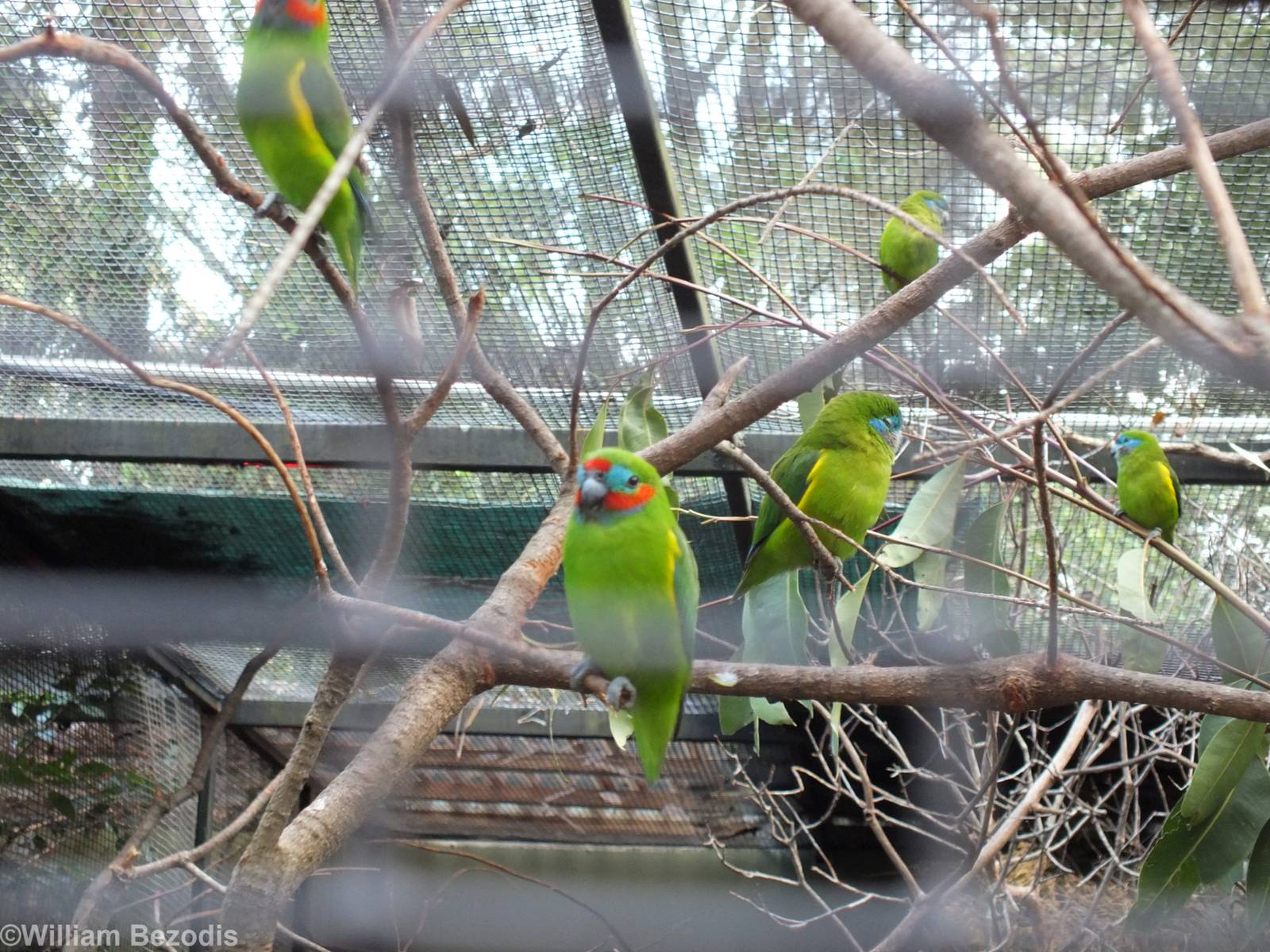 Lots of Fig Parrots