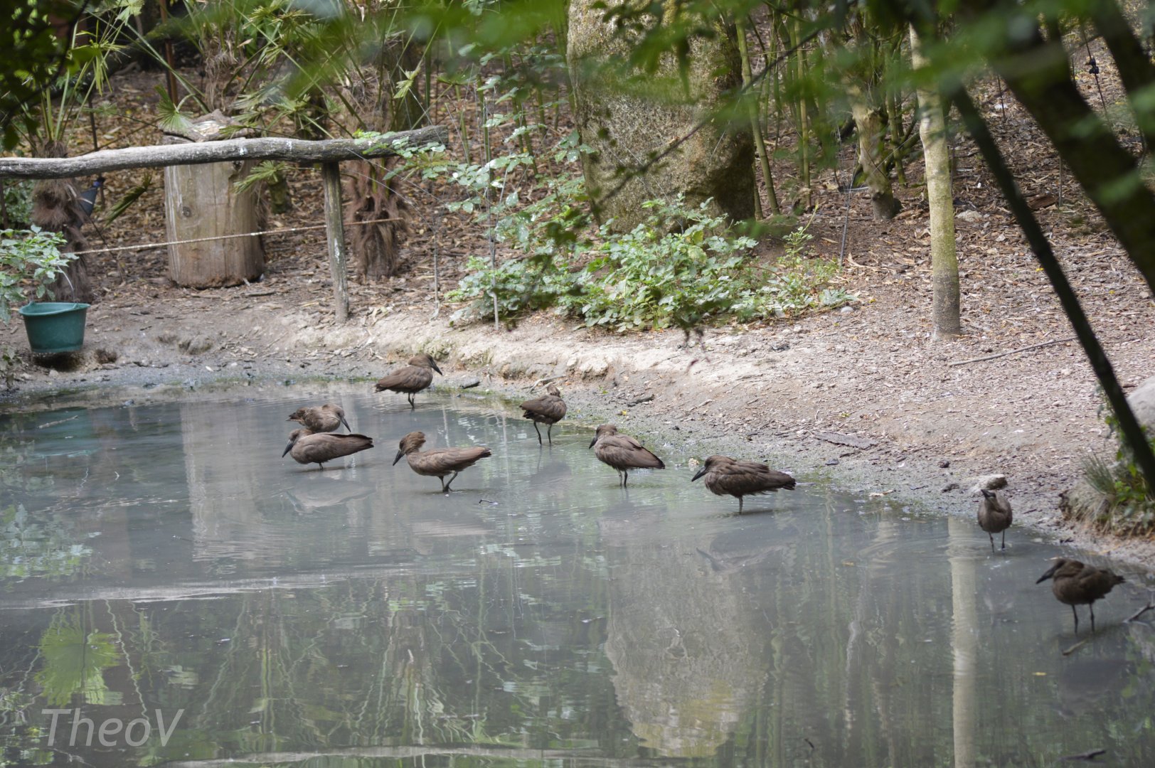 Lots of hamerkops - Sanctuaire des okapis [2020]