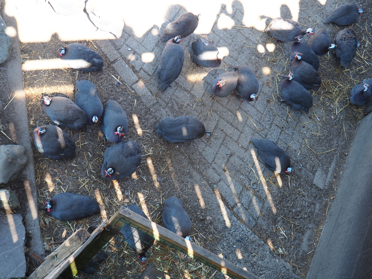 Lots of helmeted guineafowl (Numida meleagris)