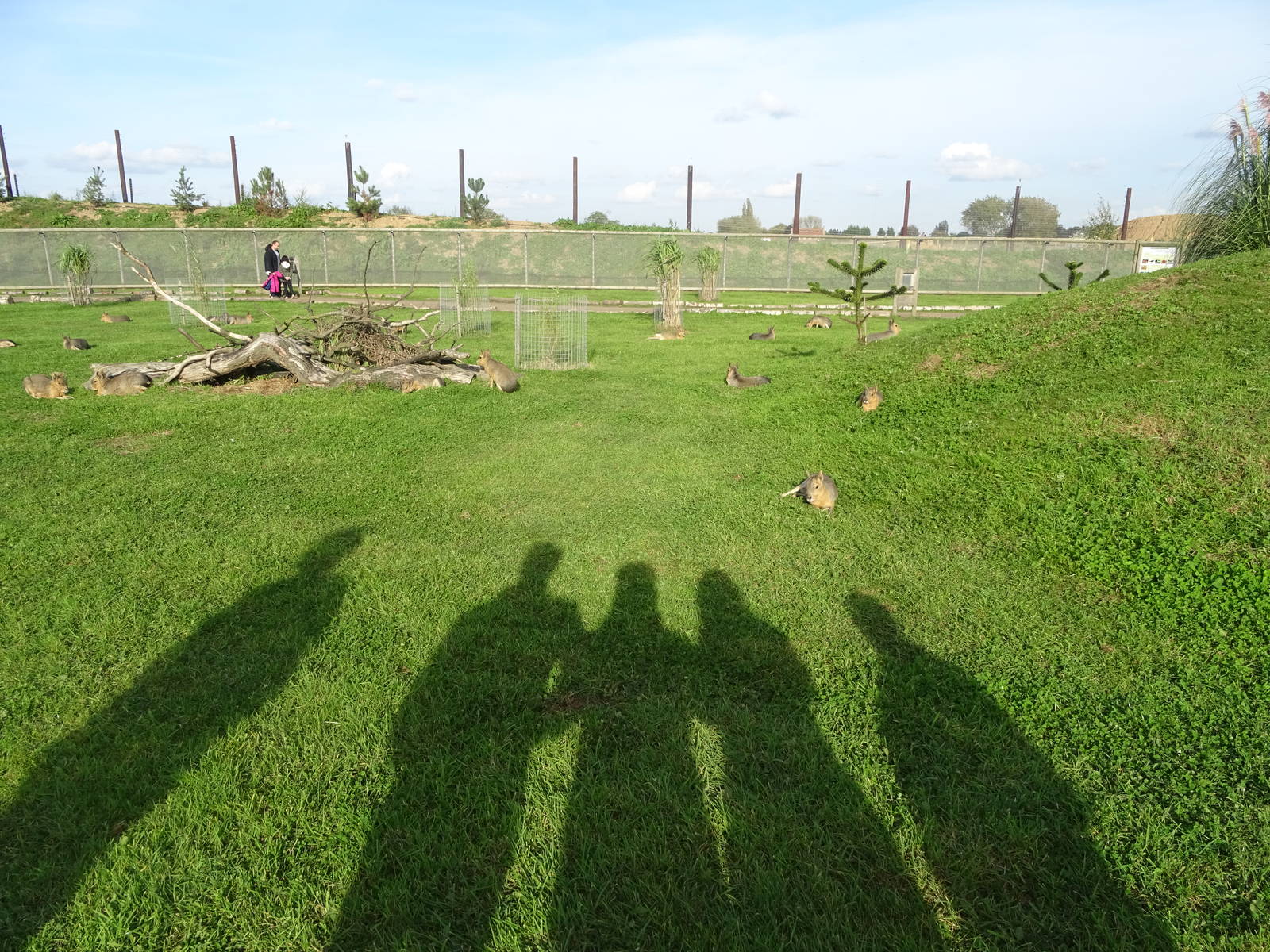 Lots of Maras at Yorkshire Wildlife Park