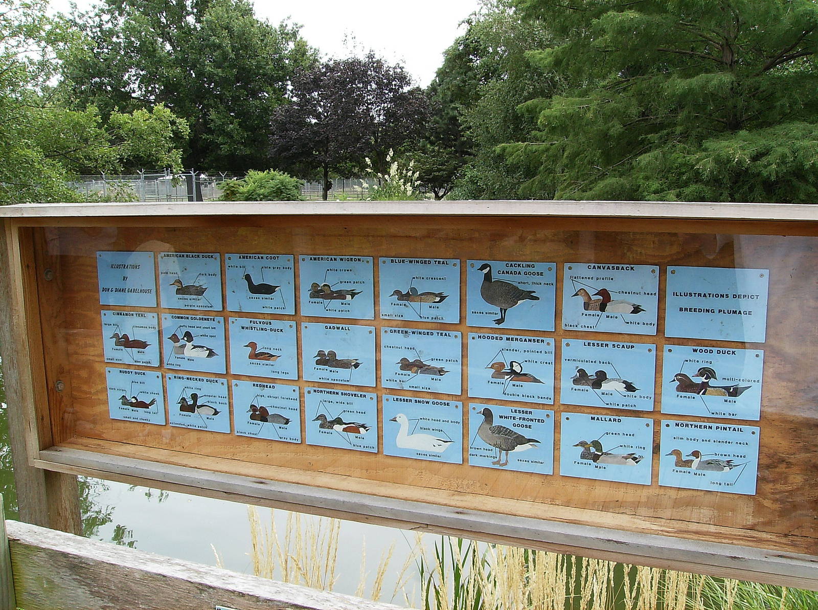 Lots of N.A. waterfowl