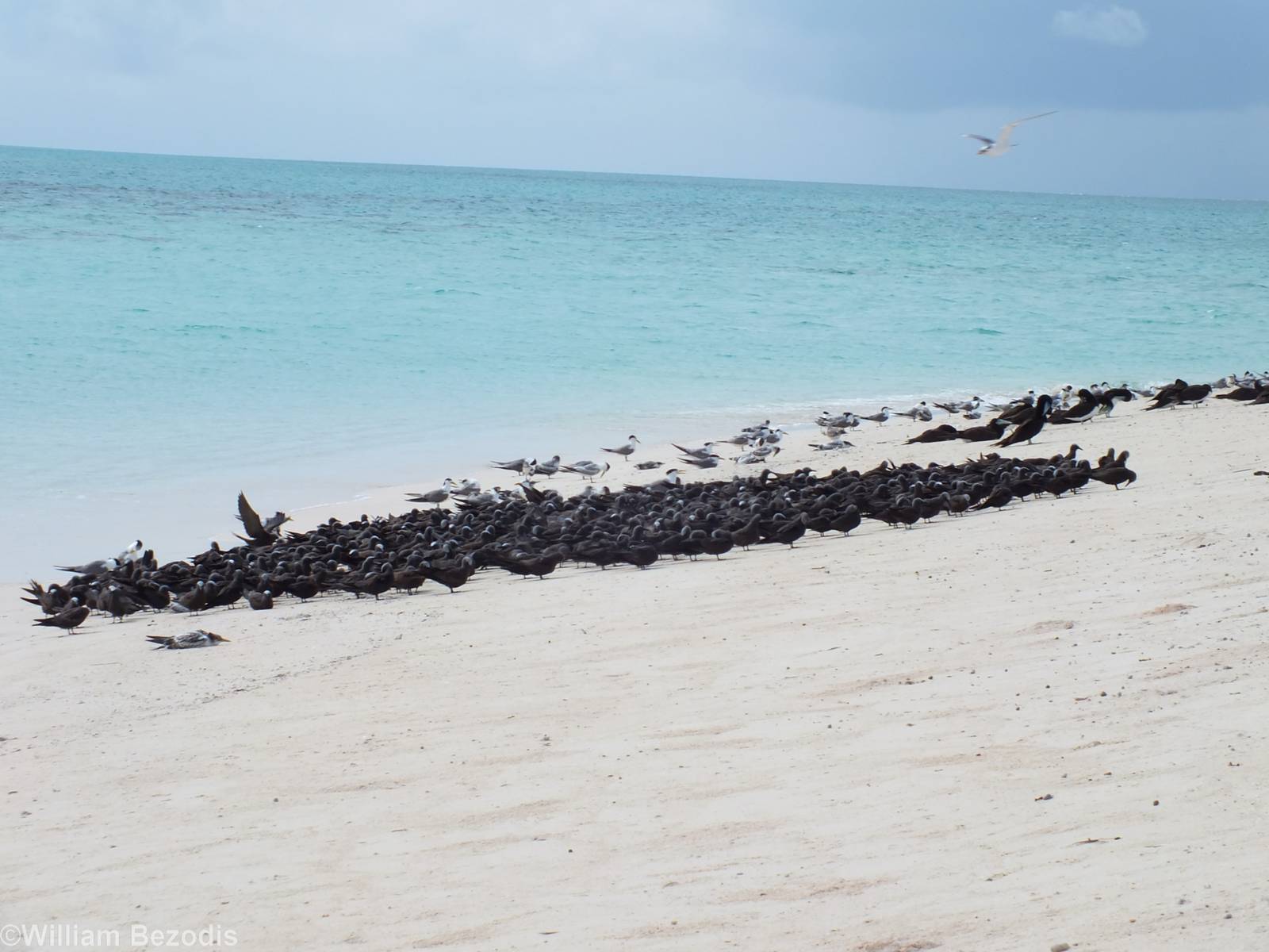 Lots of Noddies and Various Others