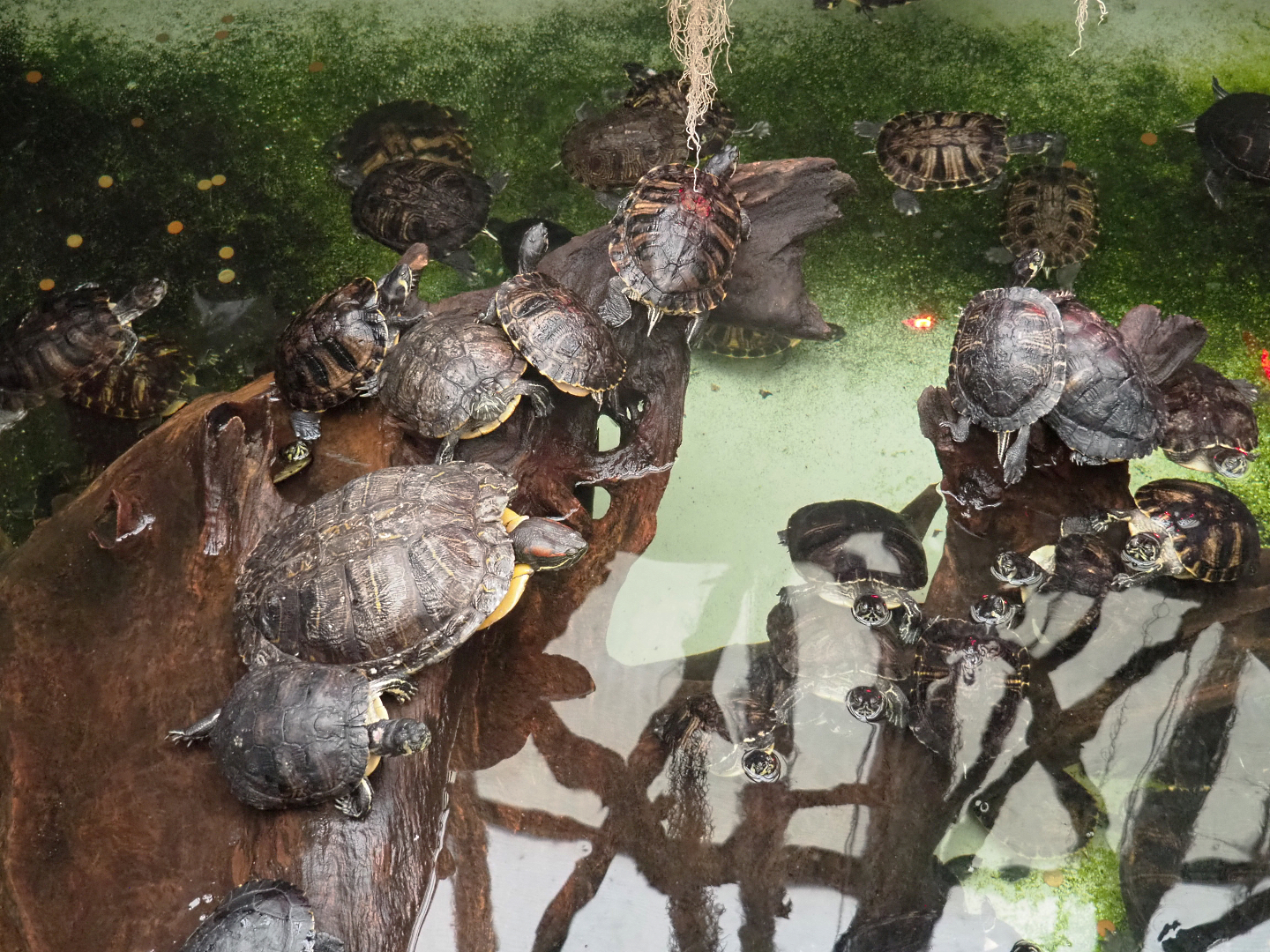 Lots of Pond sliders (Trachemys scripta) in the alligator exhibit, 2022-09-14