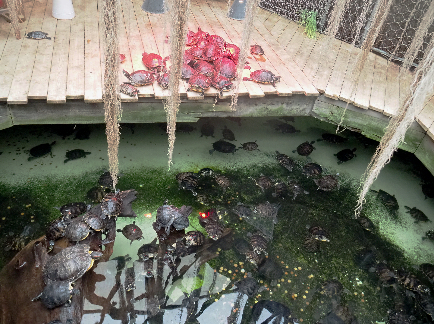 Lots of Pond sliders (Trachemys scripta) in the alligator exhibit, 2022-09-14
