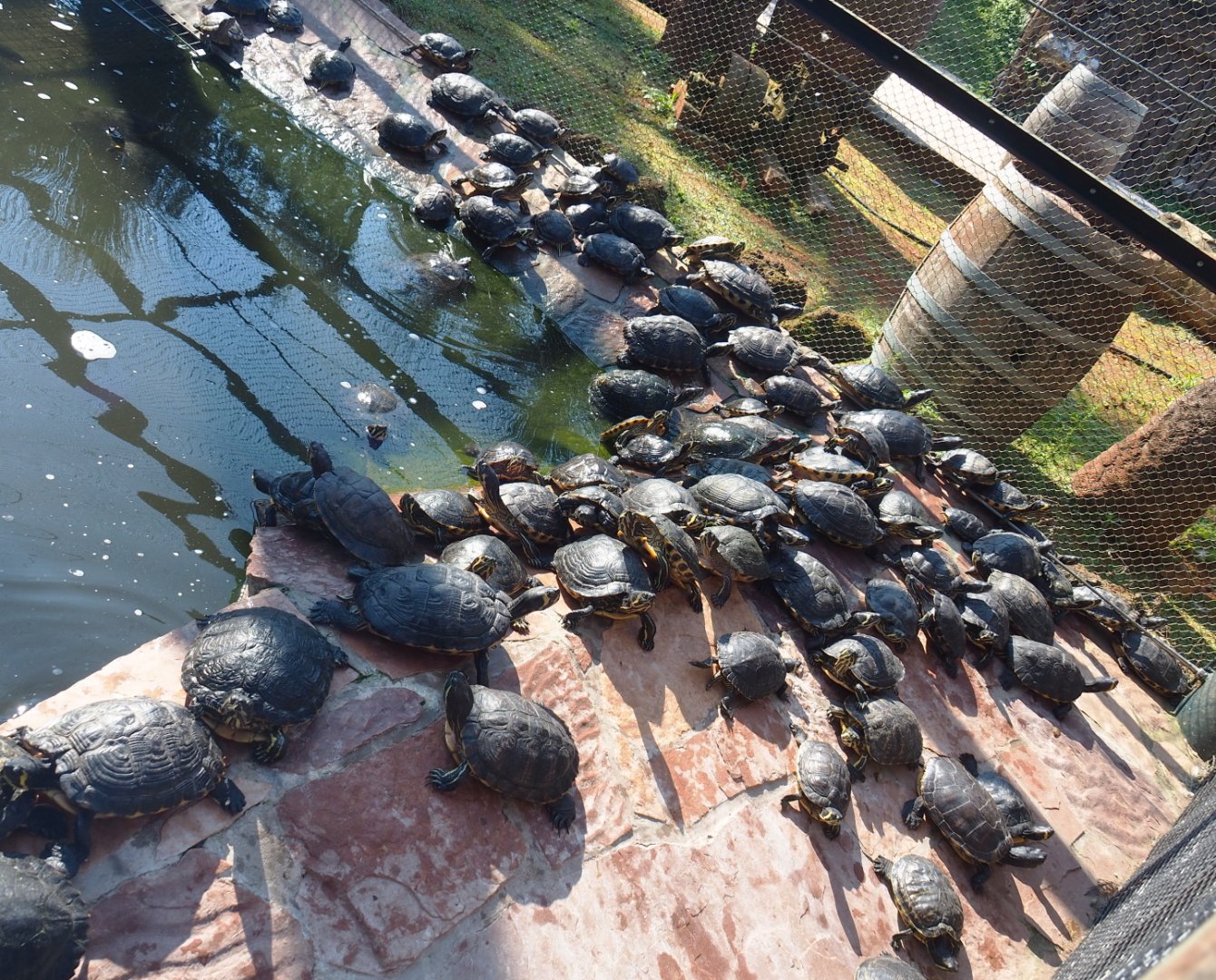 Lots of Pond sliders (Trachemys scripta scripta and T. s. elegans), 2021-09-03
