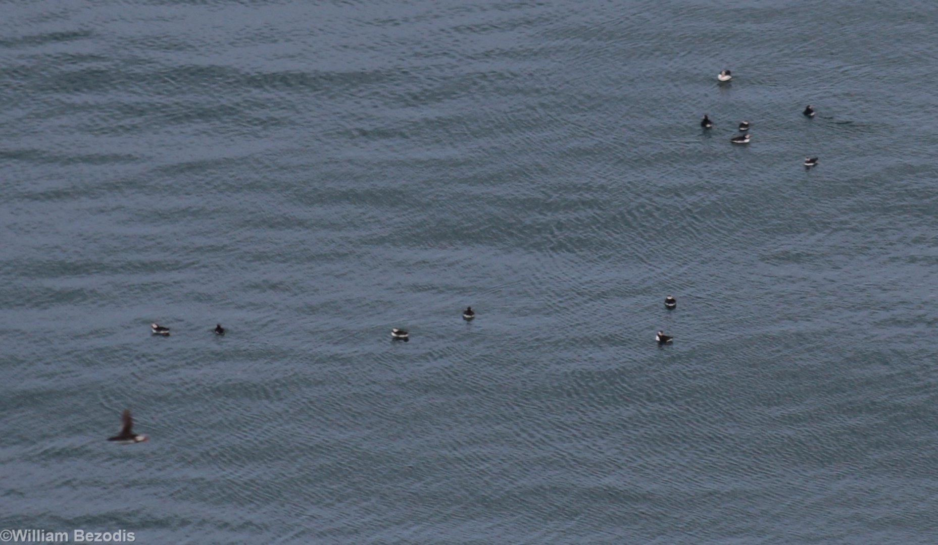 Lots of Puffins on the Sea (13) - RSPB Bempton Cliffs