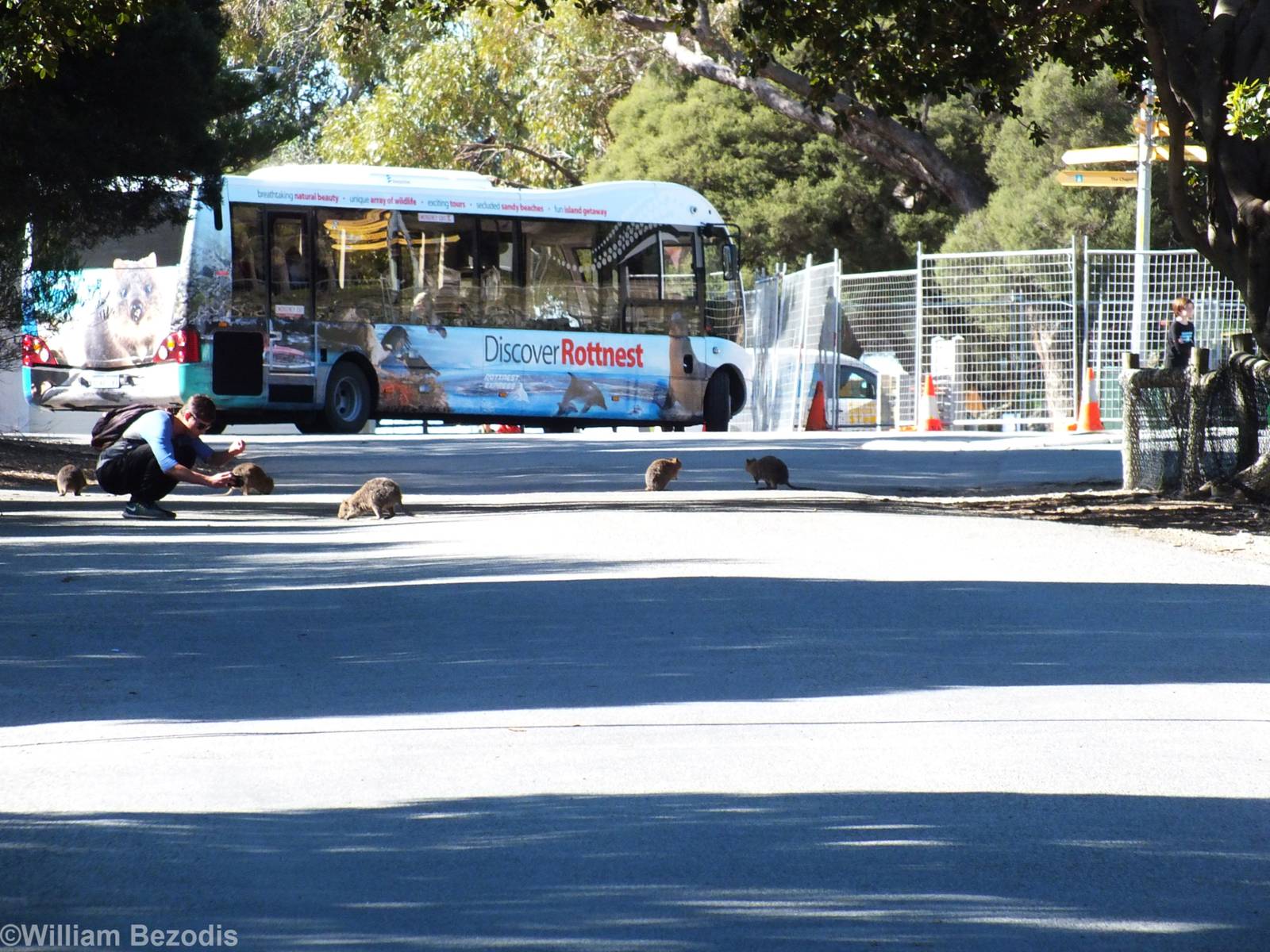 Lots of Quokkas on the Road - Rottnest Island