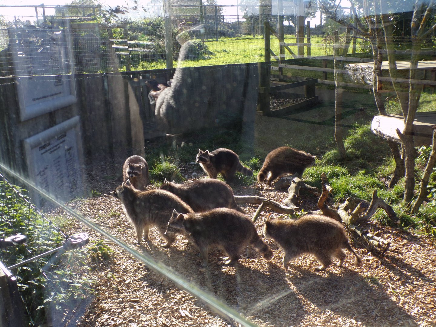 Lots of raccoons 14.10.23