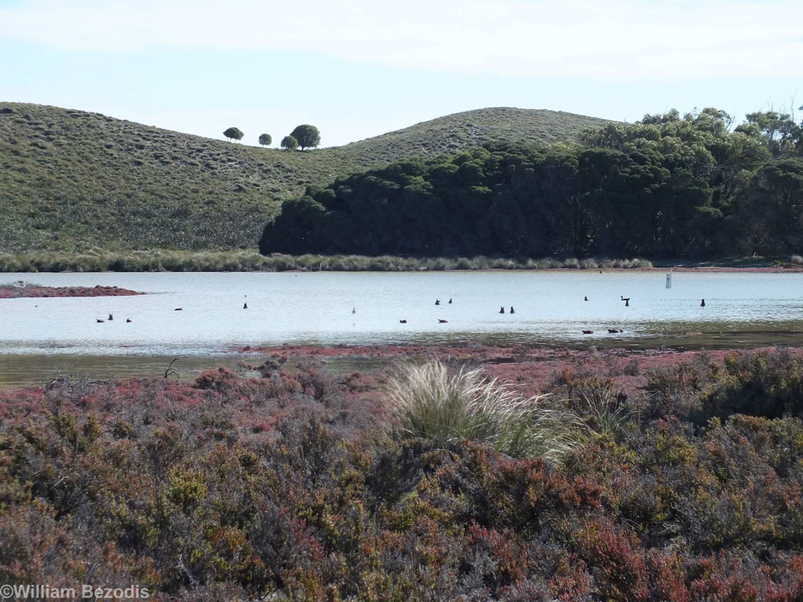 Lots of Shelducks - Rottnest Island