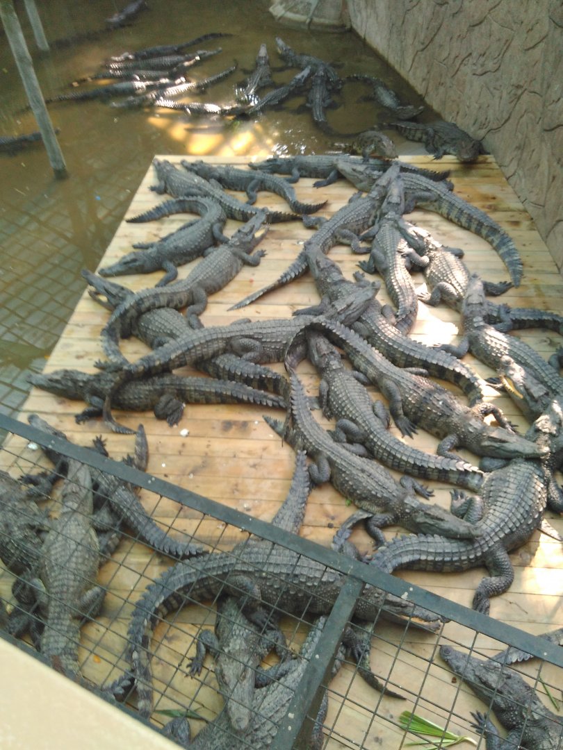 Lots of Siamese crocodile