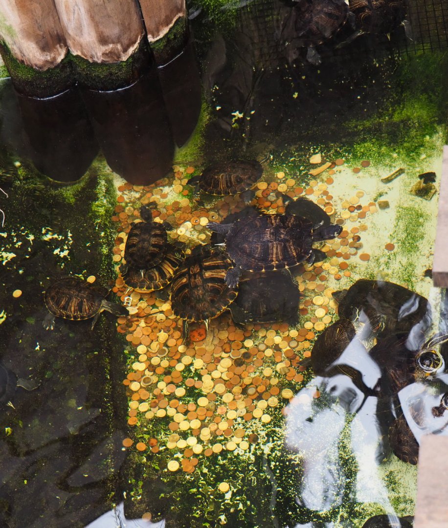 Lots of slider turtles and lots of coins in the pool, 2019-10-04