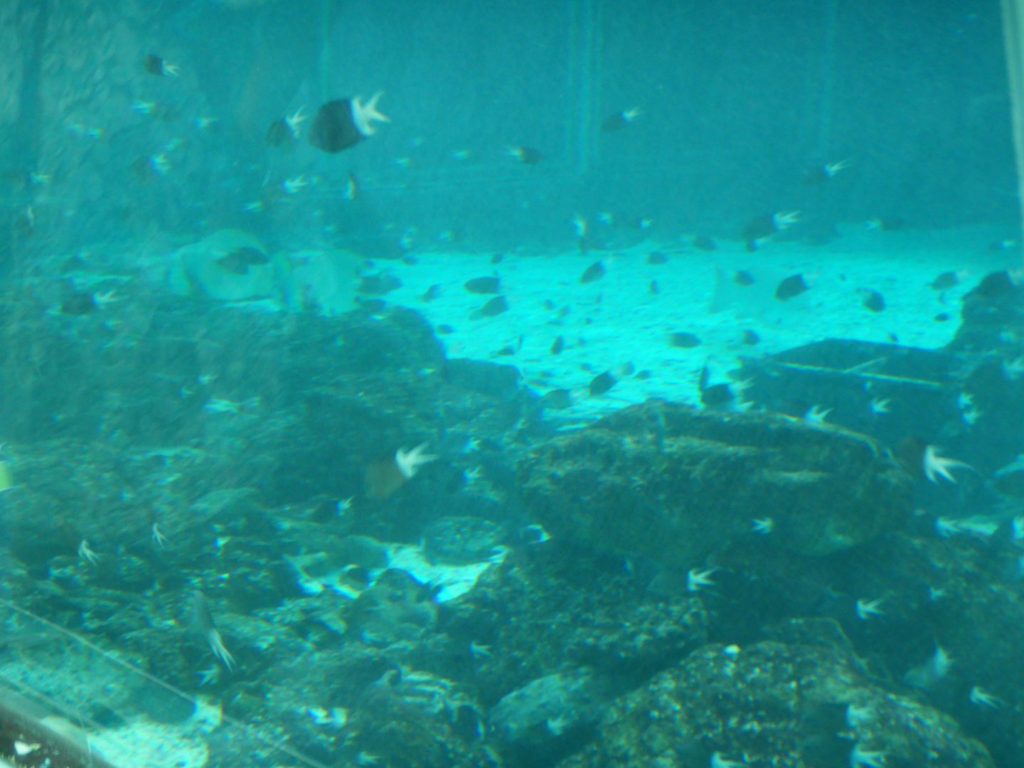 Lots of Spiny Chromis!