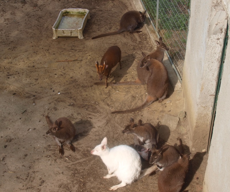 LOTS of wallabies and a muntjac (April 19th, 2015)