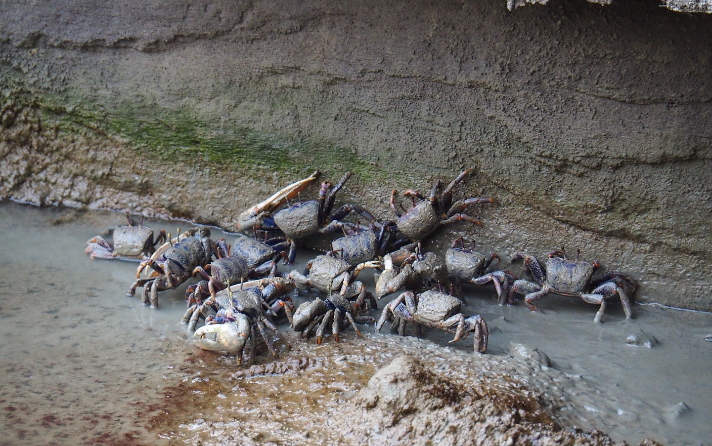 Lots of West-African fiddler crabs (Uca tangeri), Sep 16th, 2018