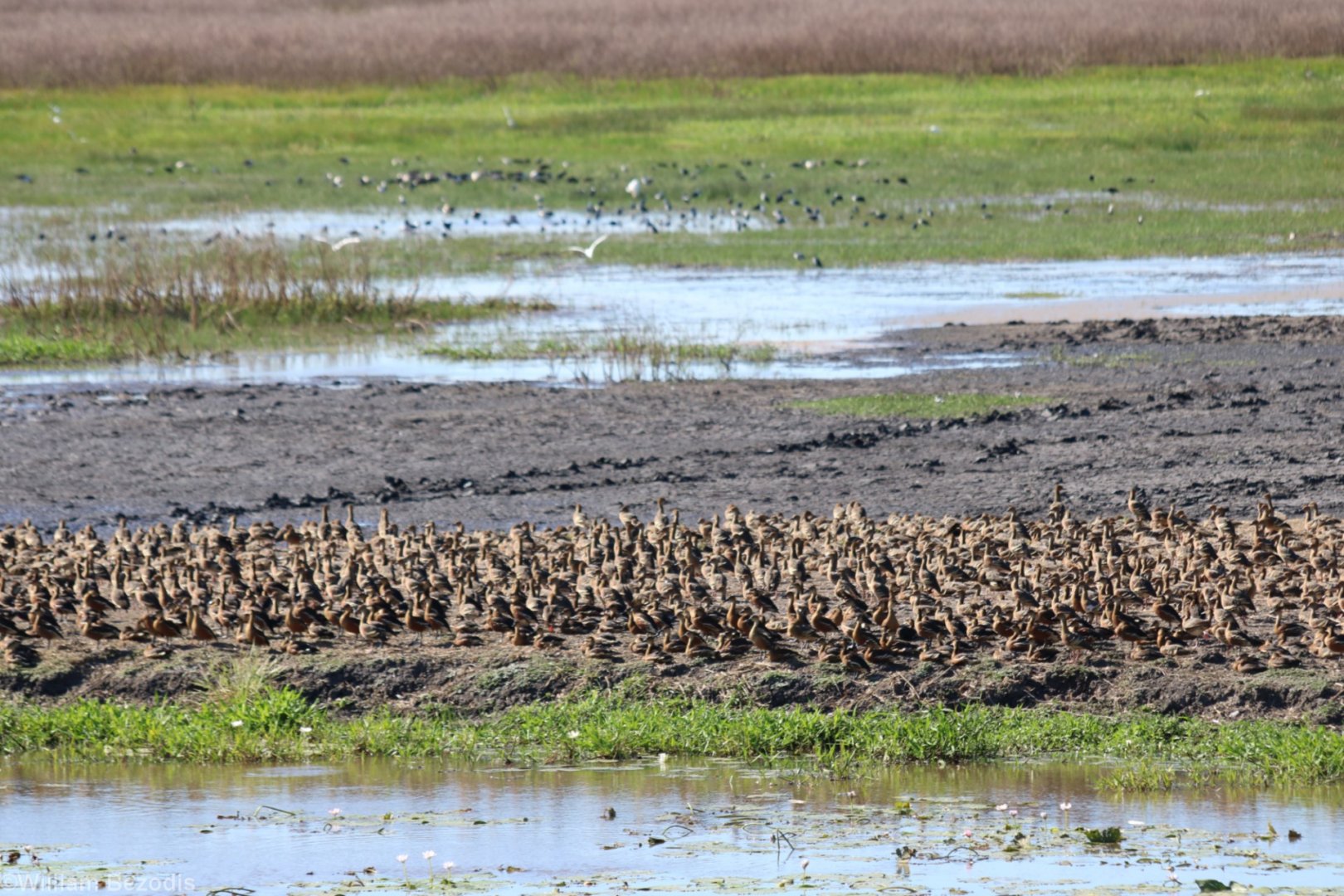 Lots of Whistling Ducks - Fogg Dam