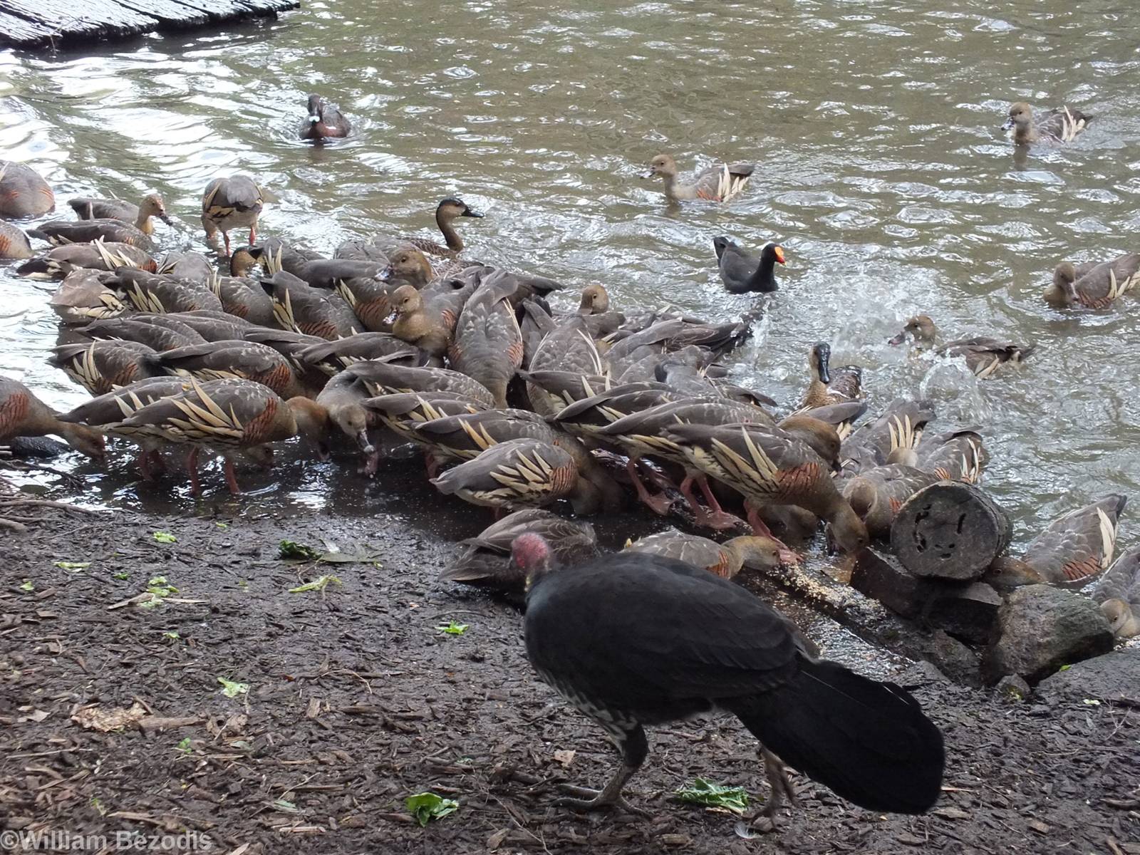 Lots of Whistling Ducks