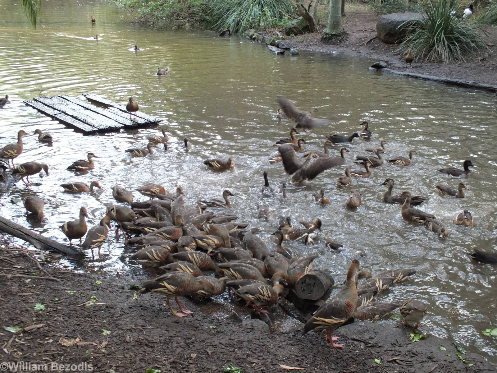 Lots of Whistling Ducks