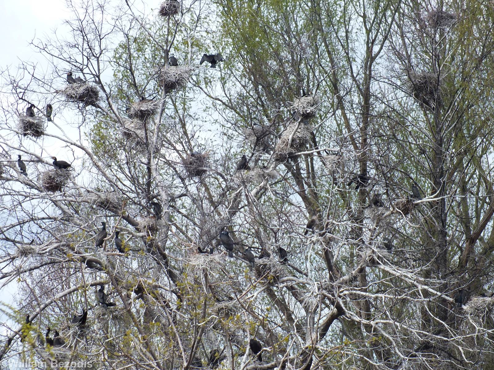 Lots of wild Cormorants at the Lake in the Middle of the Zoo