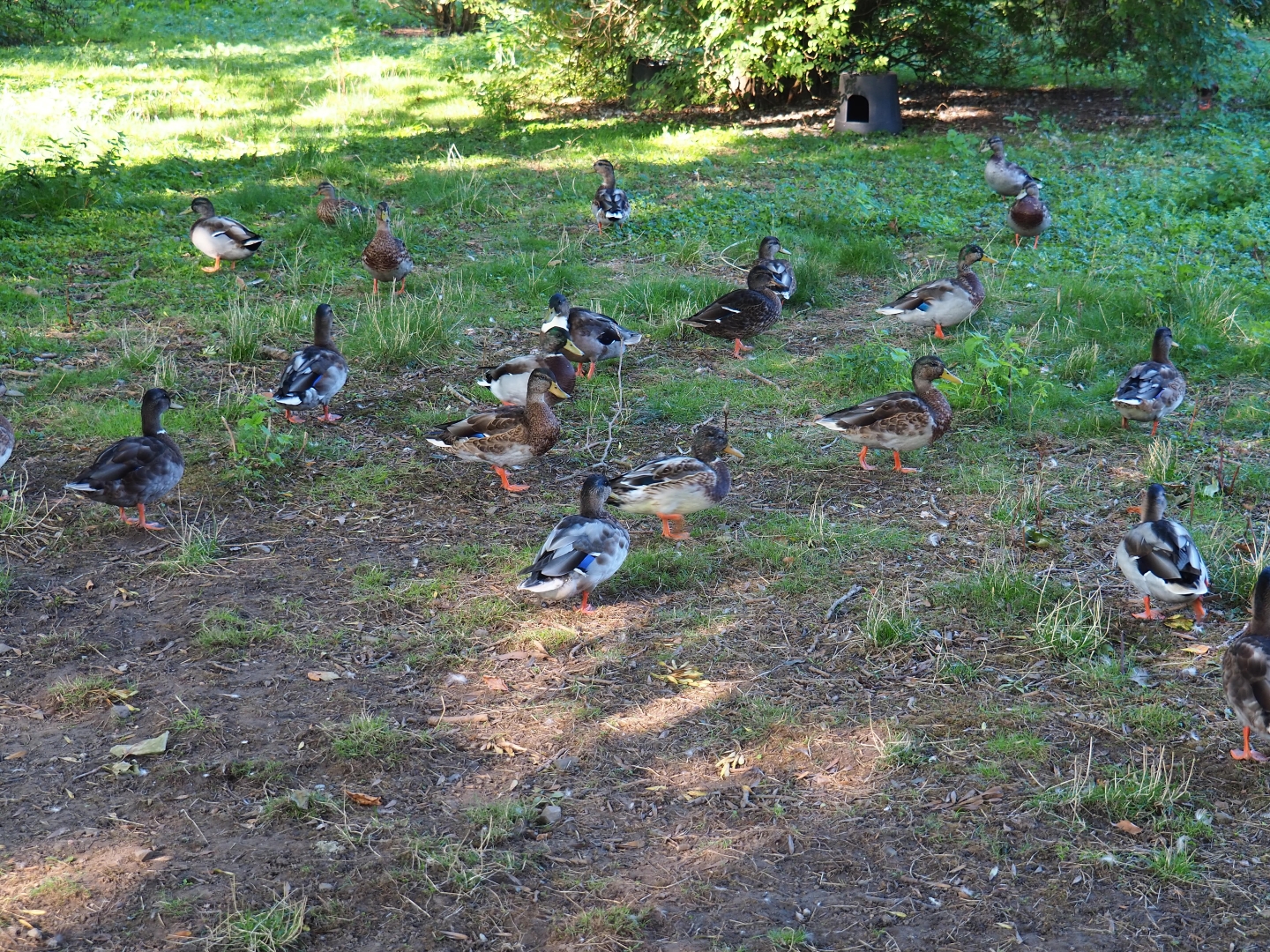 Lots of wild mallards (Anas platyrhynchos), Sep 2nd, 2018