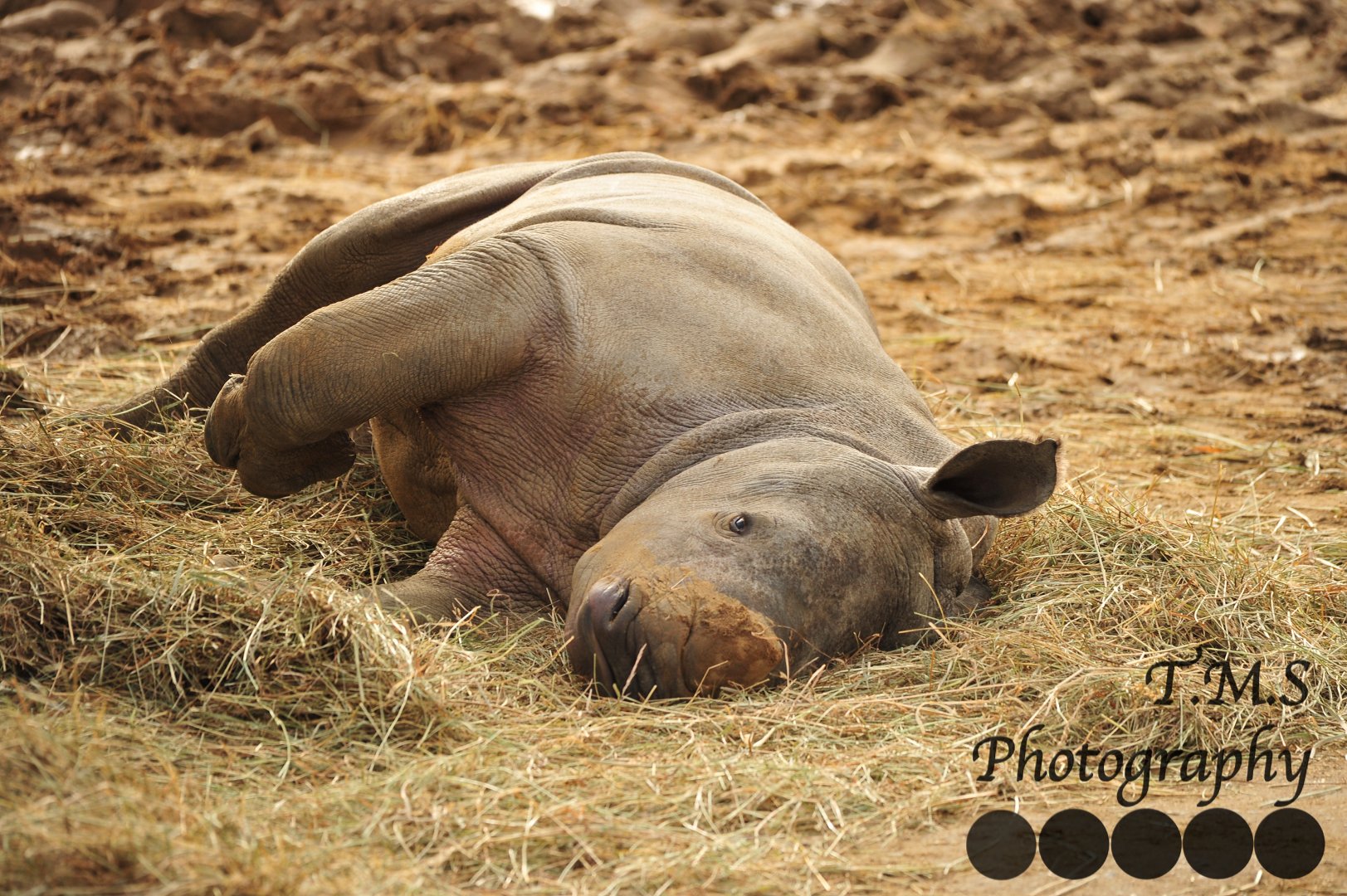 Lottie all worn out from running around