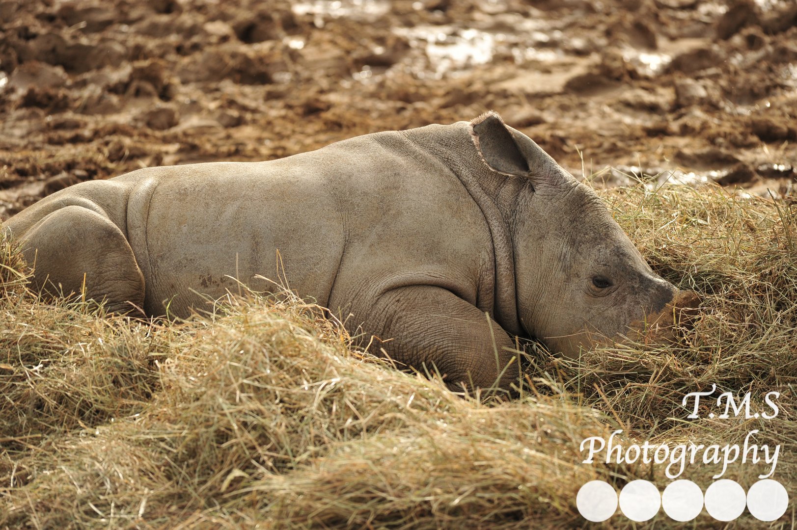 Lottie Having a lie down