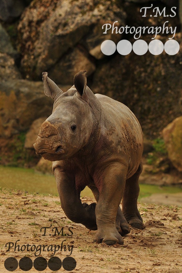 Lottie is growing fast