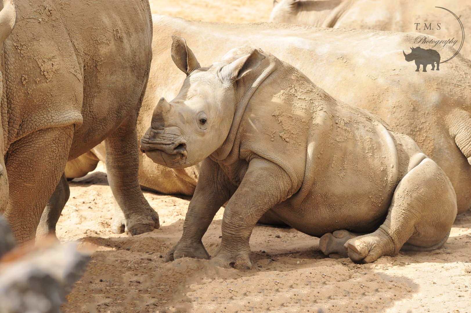 Lottie just getting up from feeding from Emily