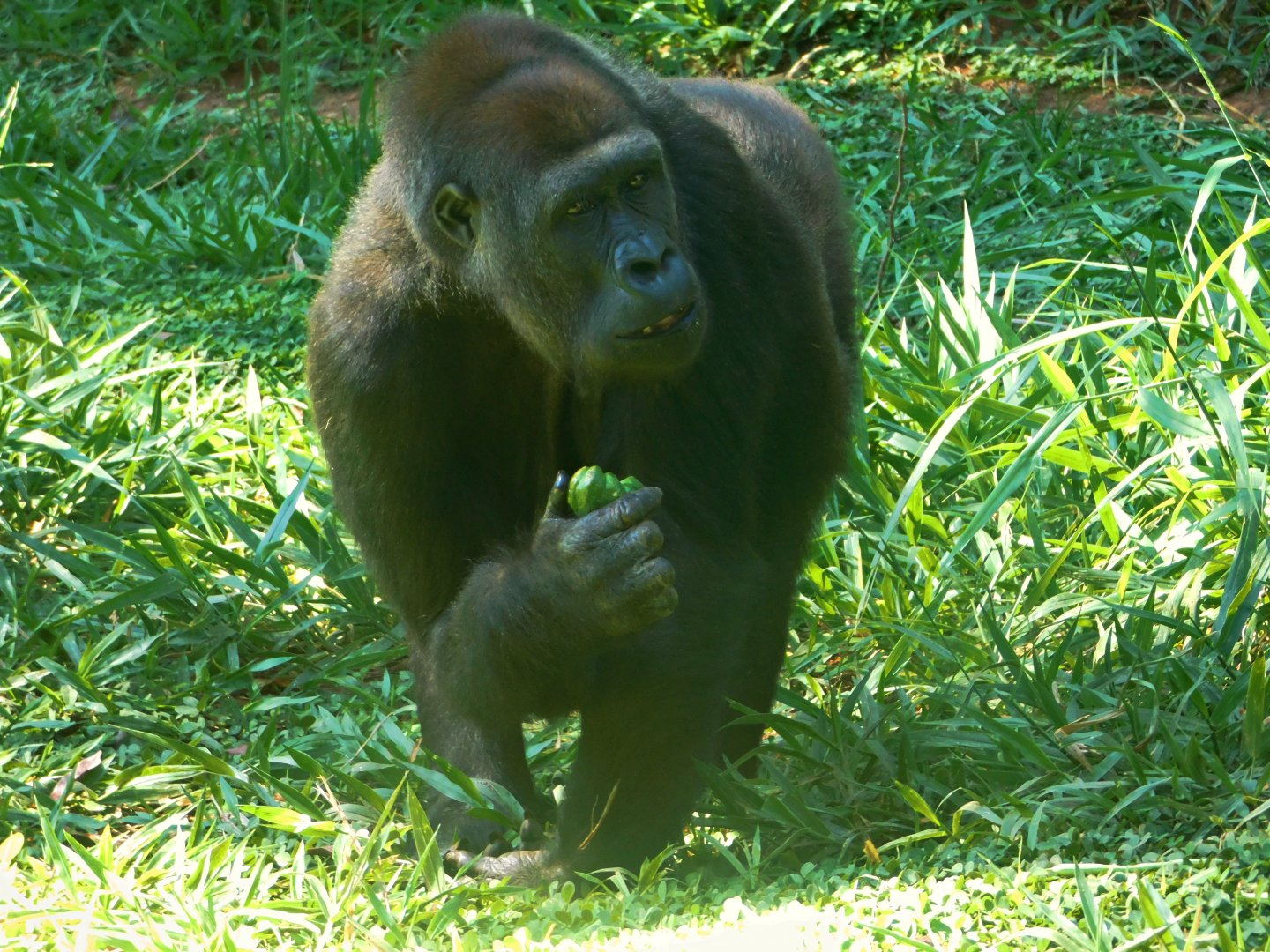 "Lou lou", western lowland gorilla - Belo Horizonte zoo