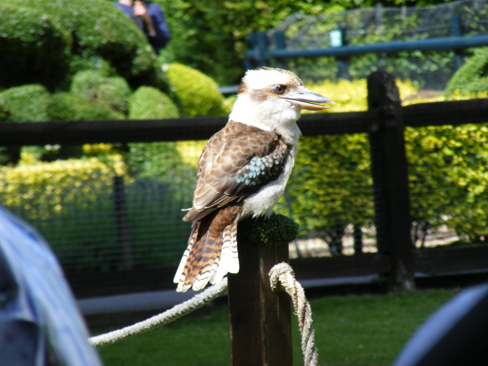 Lou or Harold the laughing kookaburra at Birdworld, 20 June 2010